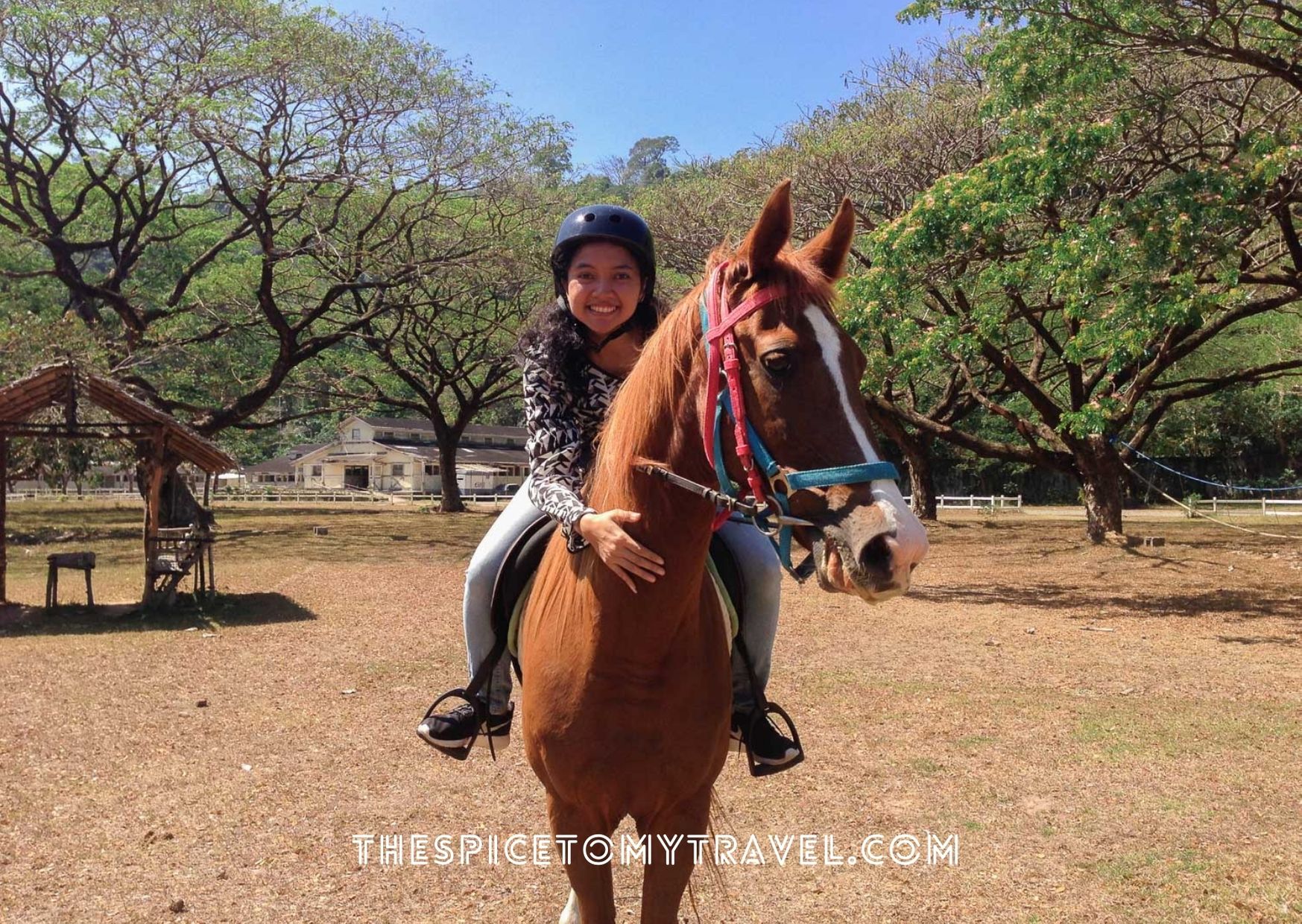 Berkuda di El Kabayo Stable Filipina